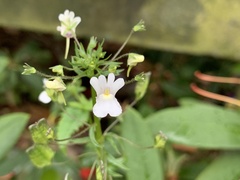 Nemesia floribunda