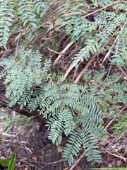 Leucaena