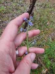 Cynoglossum australe