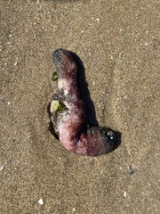 Athyonidium chilensis