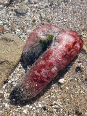 Athyonidium chilensis