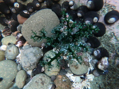 Athyonidium chilensis