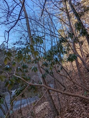 Rhododendron maximum