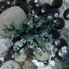 Athyonidium chilensis