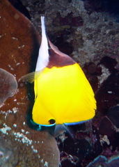 Forcipiger flavissimus