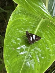 Notocrypta feisthamelii