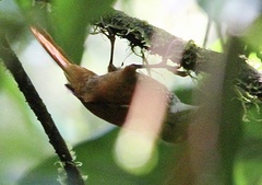 Margarornis