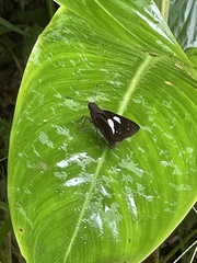 Notocrypta feisthamelii