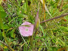 Convolvulus angustissimus