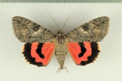 Catocala faustina