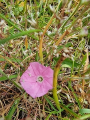 Convolvulus angustissimus