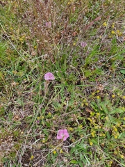 Convolvulus angustissimus