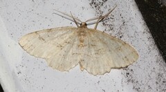 Melanolophia signataria