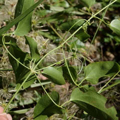 Clematis