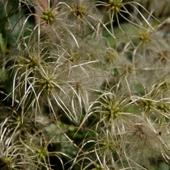 Clematis