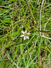 Sisyrinchium micranthum