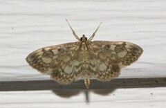 Anania tertialis