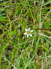 Sisyrinchium micranthum