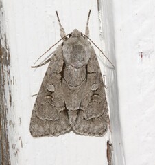 Acronicta radcliffei