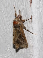 Autographa flagellum