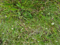 Sisyrinchium micranthum