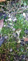 Lithobiomorpha