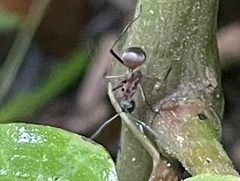 Polyrhachis mindanaensis