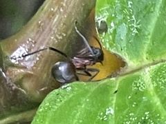 Polyrhachis mindanaensis