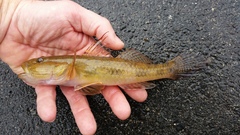 Glossogobius laticeps