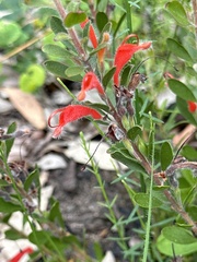 Adenanthos