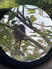 Dendrolagus lumholtzi