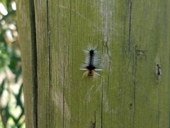 Halysidota ruscheweyhi