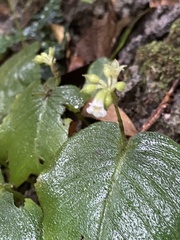 Epithemateae