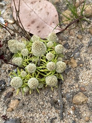 Siloxerus multiflorus