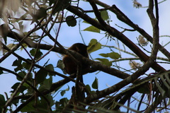 Dendrolagus lumholtzi