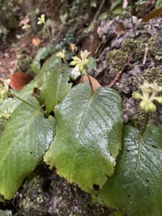 Epithemateae