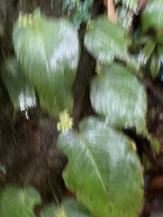 Epithemateae