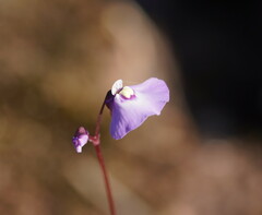 Utricularia grampiana