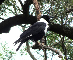 Corvus pectoralis