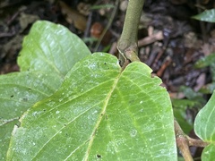 Epithemateae