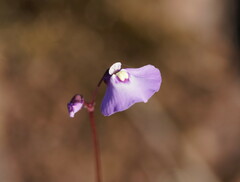 Utricularia grampiana