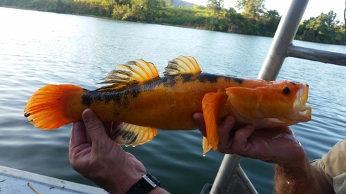 Black banded guavina (Oxyeleotris lineolata) — Eleotridae