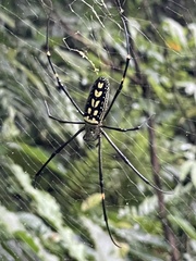Nephila pilipes