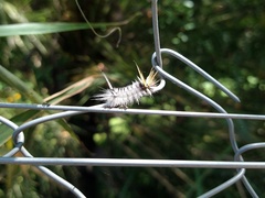 Halysidota ruscheweyhi