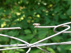 Cephisus siccifolius