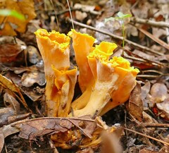Craterellus odoratus