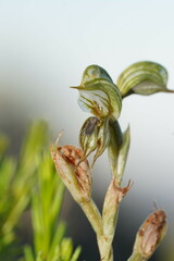 Pterostylis aciculiformis