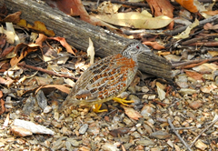 Turnix varius