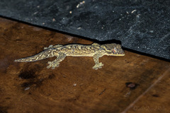 Thecadactylus solimoensis