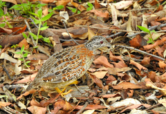 Turnix varius